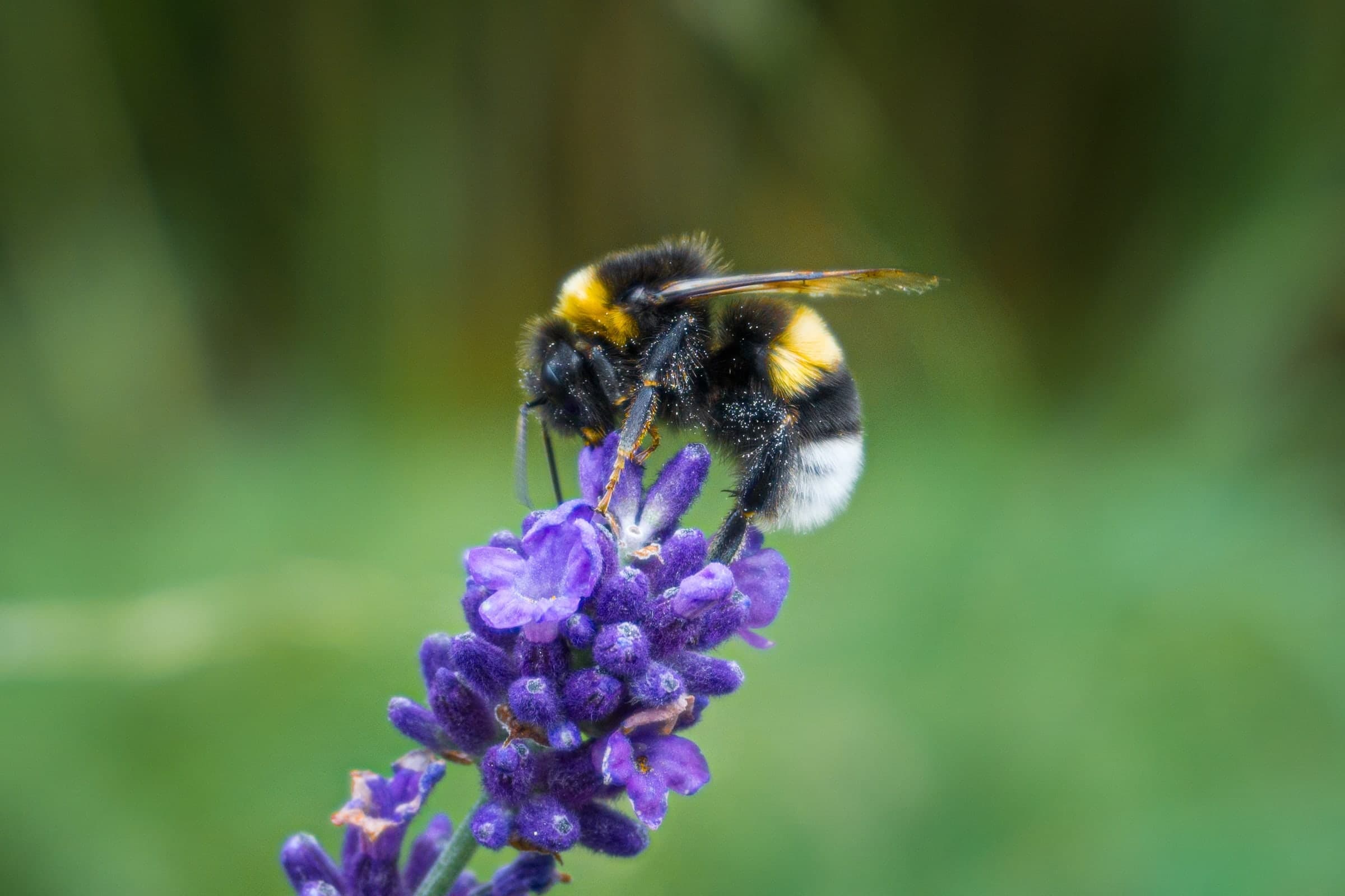 Bourdon posé sur une fleur de lavande